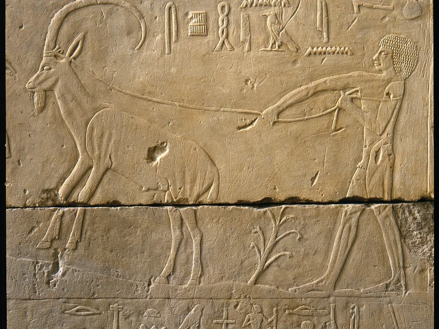 Old Kingdom Egyptian tomb chapel south wall with animals, men, and hieroglyphic inscriptions.